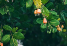 Советы по уходу за деревом кешью: как вырастить дерево кешью