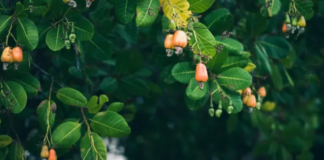 Советы по уходу за деревом кешью: как вырастить дерево кешью