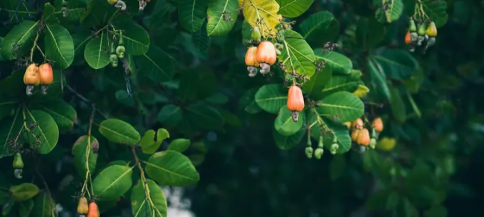 Советы по уходу за деревом кешью: как вырастить дерево кешью