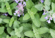 Как вырастить кошачью мяту в домашних условиях за 7 шагов: руководство по уходу за кошачьей мятой