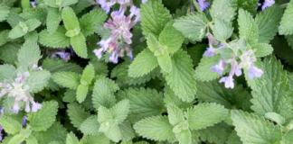 Как вырастить кошачью мяту в домашних условиях за 7 шагов: руководство по уходу за кошачьей мятой