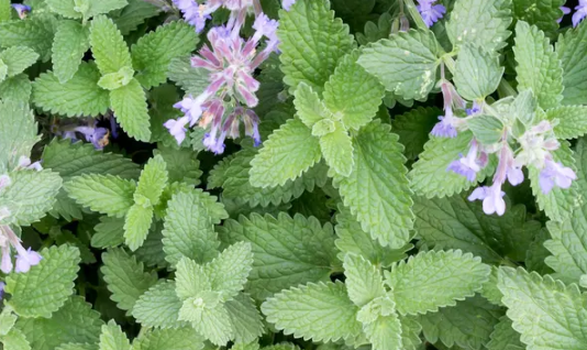 Как вырастить кошачью мяту в домашних условиях за 7 шагов: руководство по уходу за кошачьей мятой