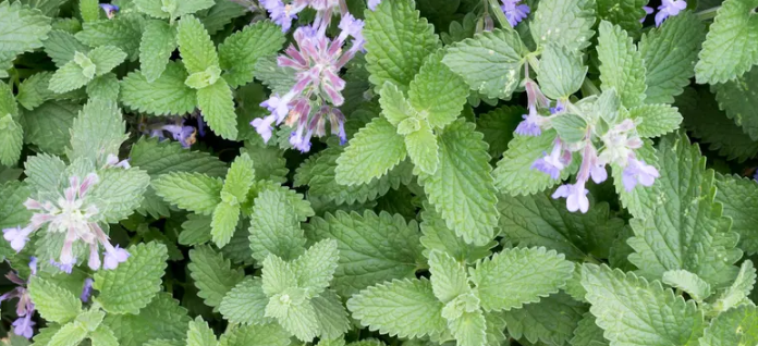 Как вырастить кошачью мяту в домашних условиях за 7 шагов: руководство по уходу за кошачьей мятой