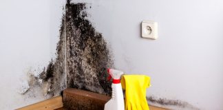 Заказ удаления плесени и грибка в квартире или частном доме от фирмы GlobalCleaning.ru