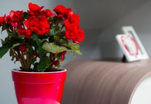 Как выбрать горшок для цветка правильно?