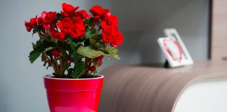 Как выбрать горшок для цветка правильно?