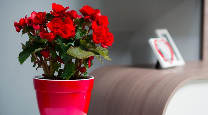 Как выбрать горшок для цветка правильно?